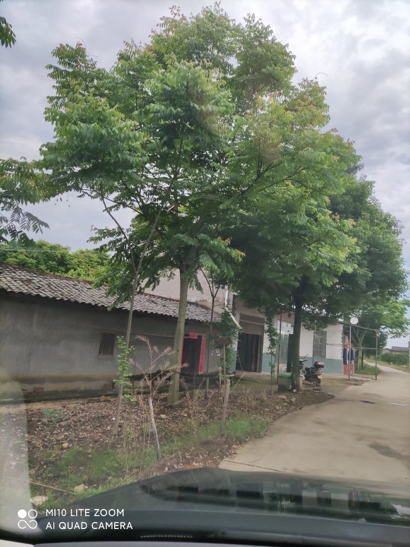 15公分黄山栾树，南栾