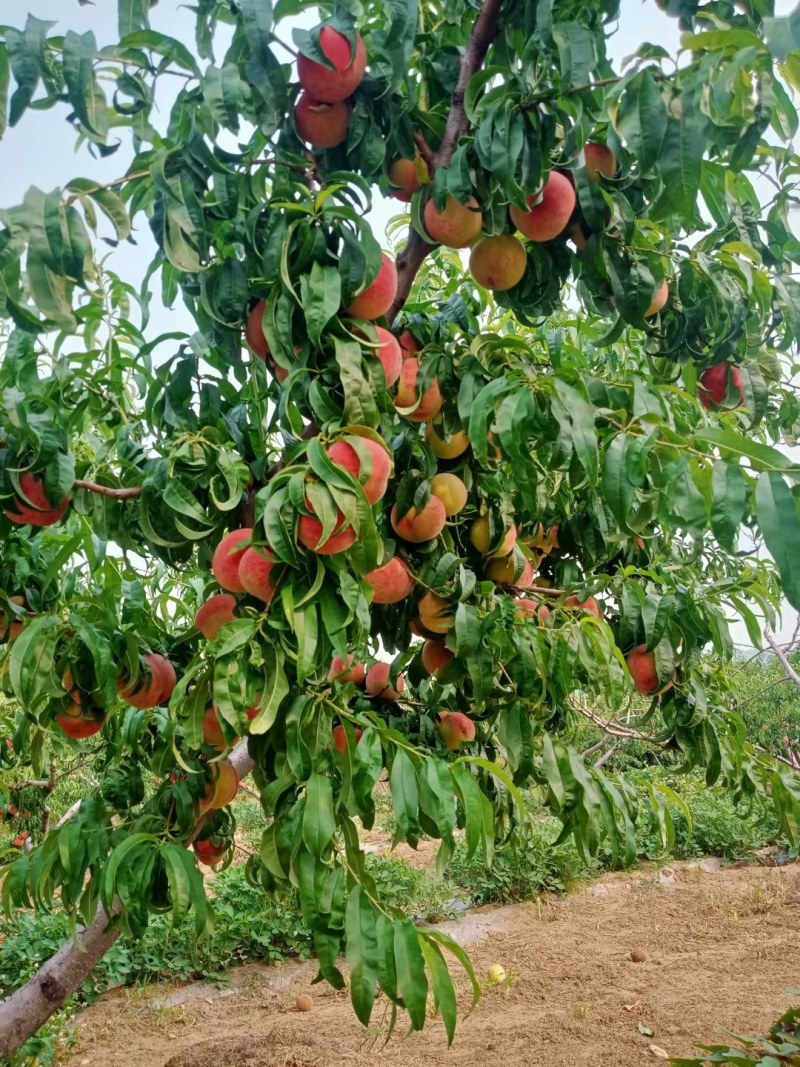 秋蜂蜜桃树苗70~80cm