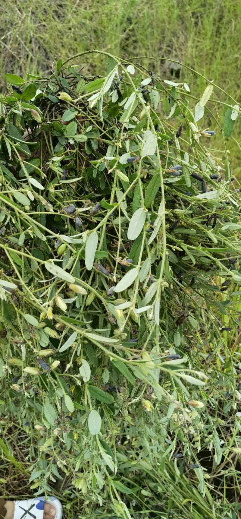 响铃草野生响铃草响铃草响铃子响铃草人工采收自然晒干