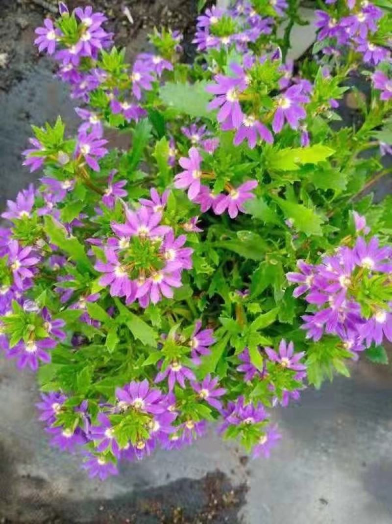 盆栽盆花绿植半扇花菊花实拍下单先询价