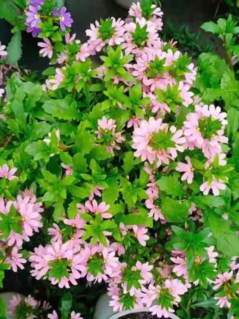 盆栽盆花绿植半扇花菊花实拍下单先询价