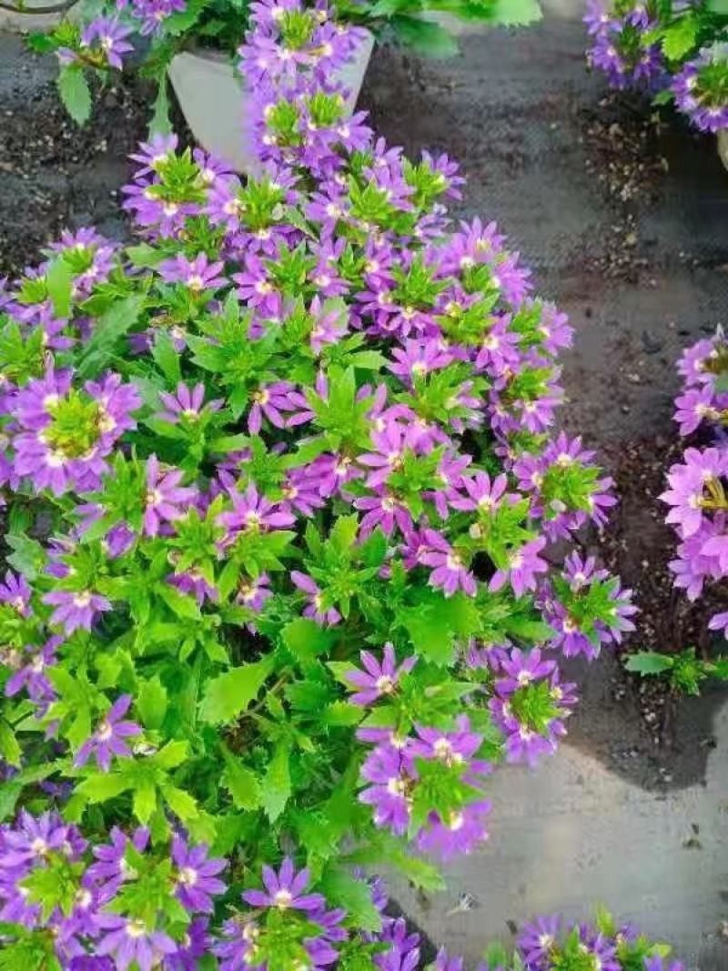 盆栽盆花绿植半扇花菊花实拍下单先询价