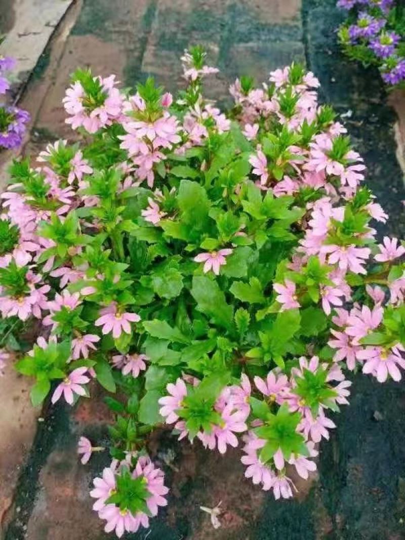 盆栽盆花绿植半扇花菊花实拍下单先询价