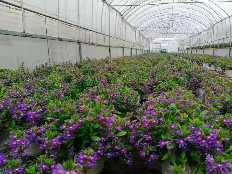 盆栽盆花绿植半扇花菊花实拍下单先询价