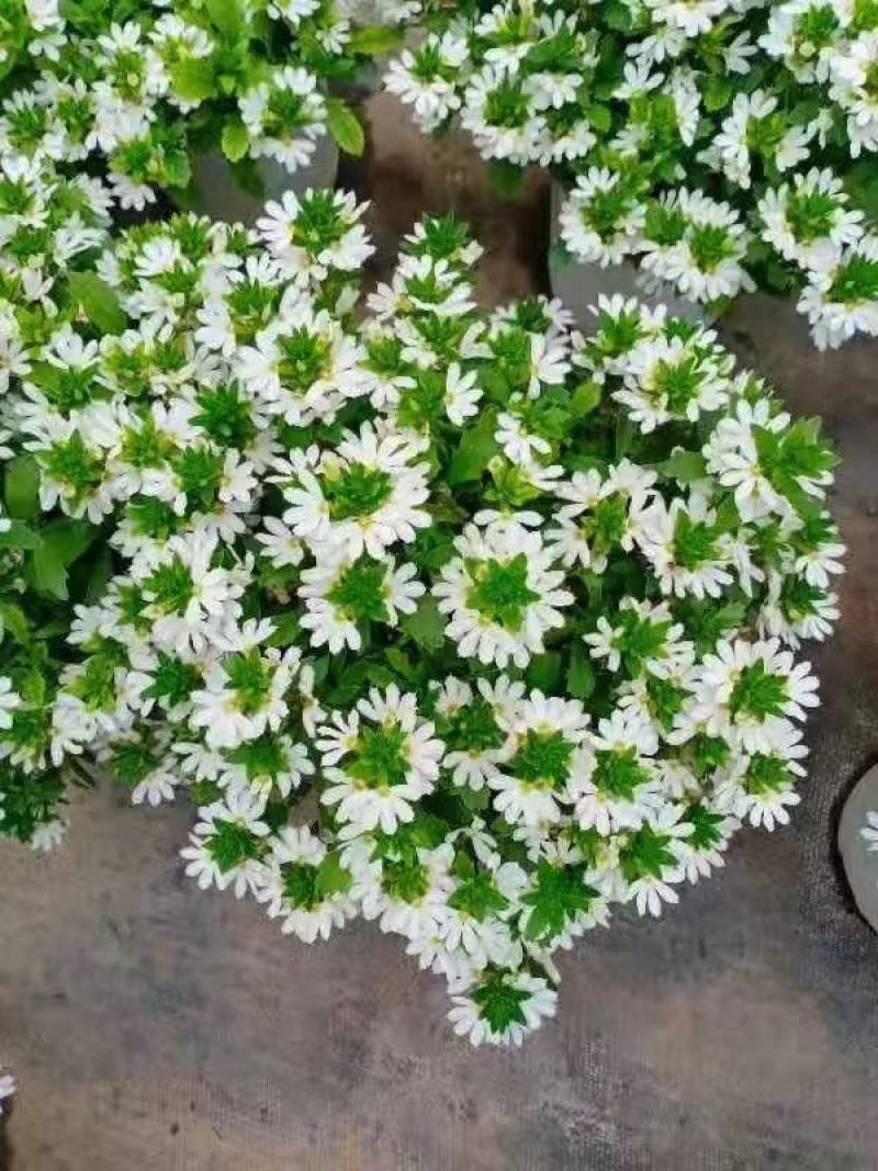盆栽盆花绿植半扇花菊花实拍下单先询价