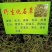 化石草纯绿色植物，颜色好