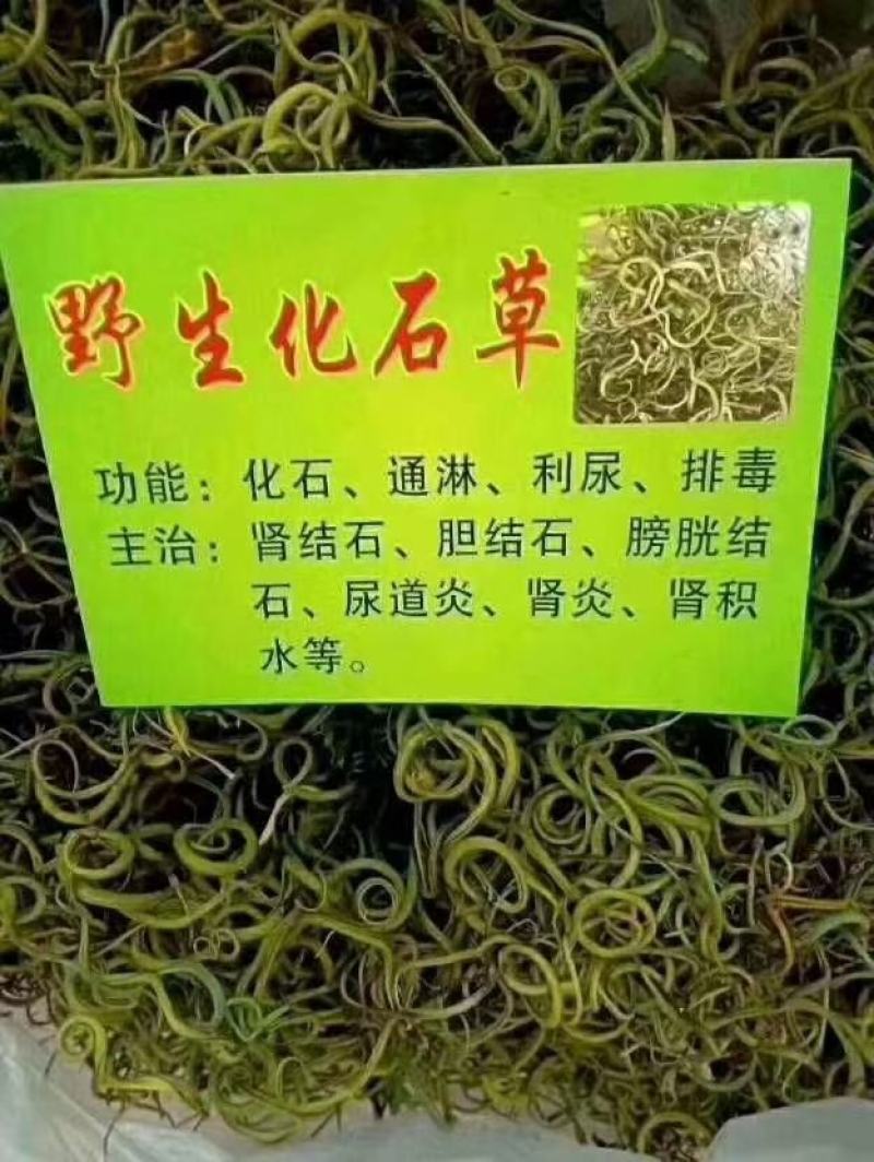 化石草纯绿色植物，颜色好