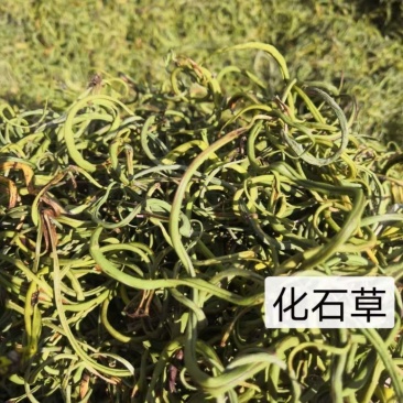 化石草纯绿色植物，颜色好