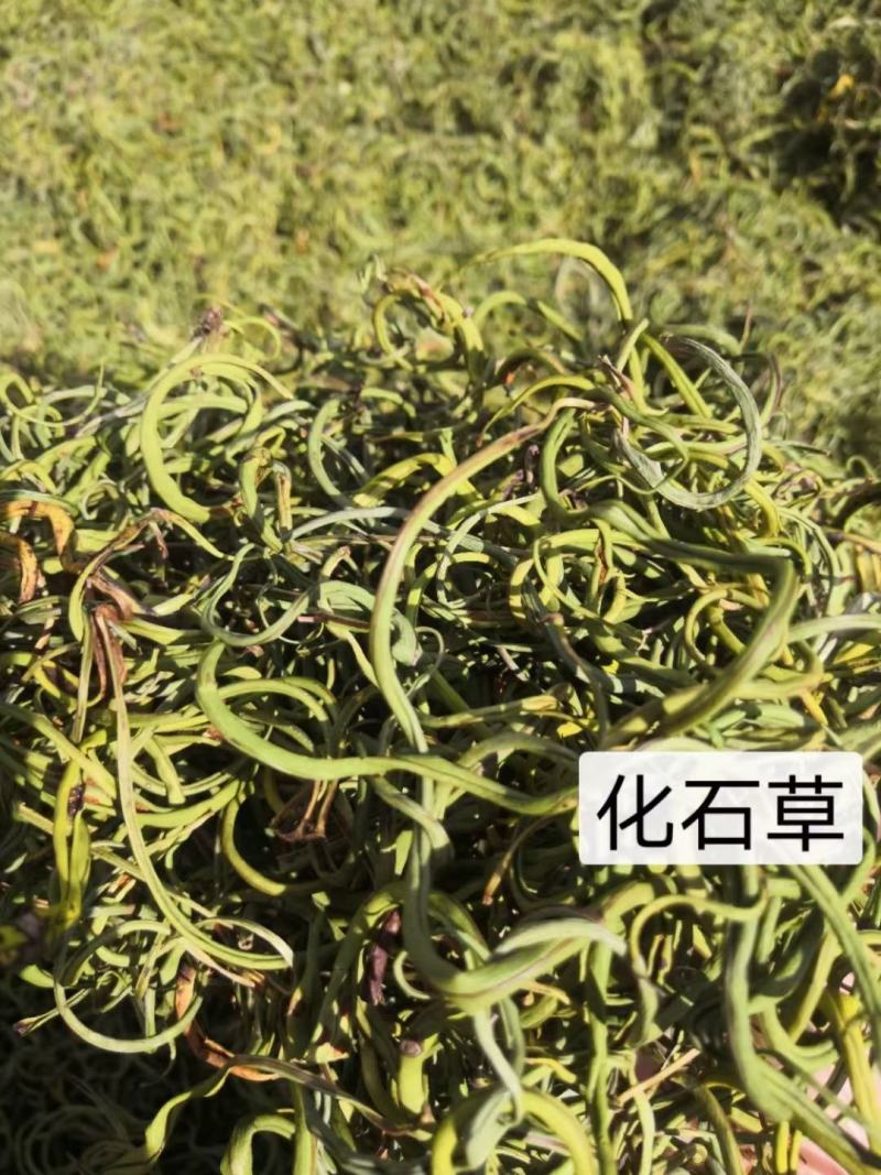 化石草纯绿色植物，颜色好