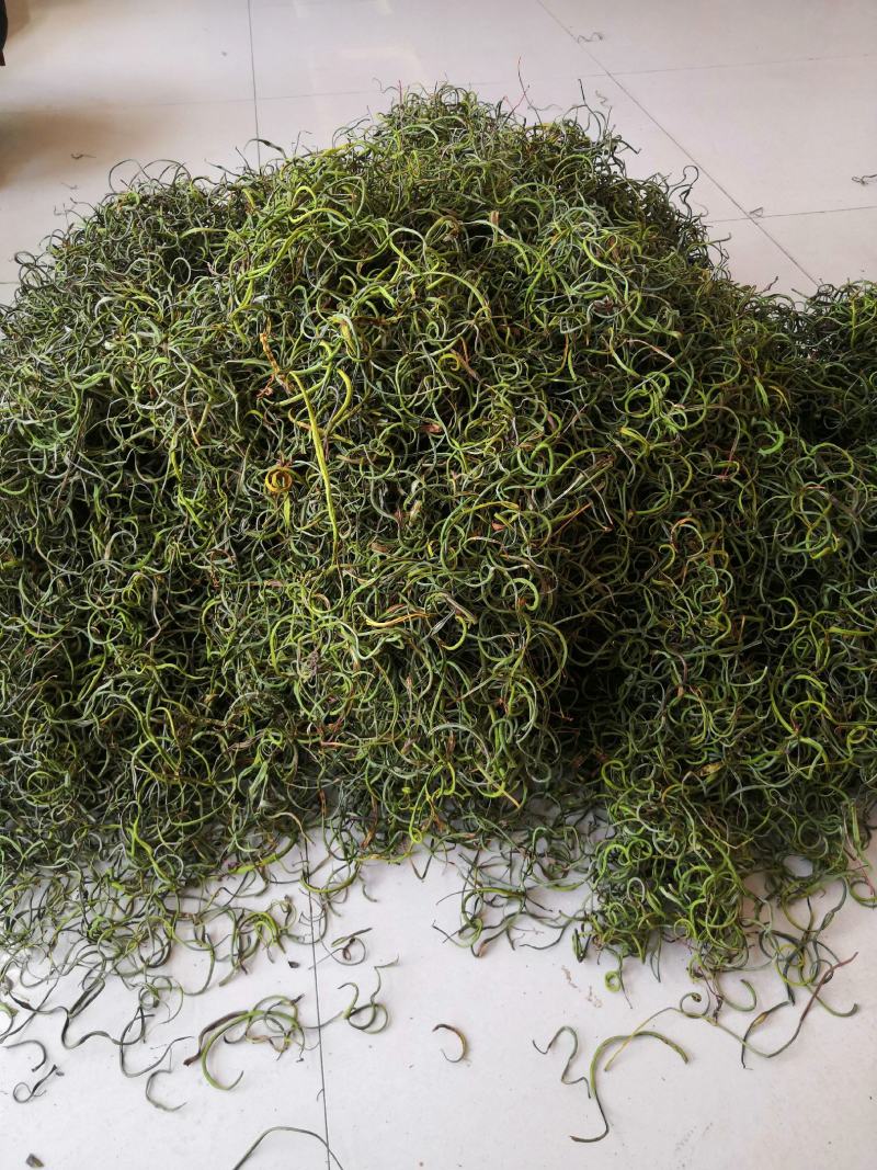 化石草纯绿色植物，颜色好