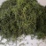 化石草纯绿色植物，颜色好