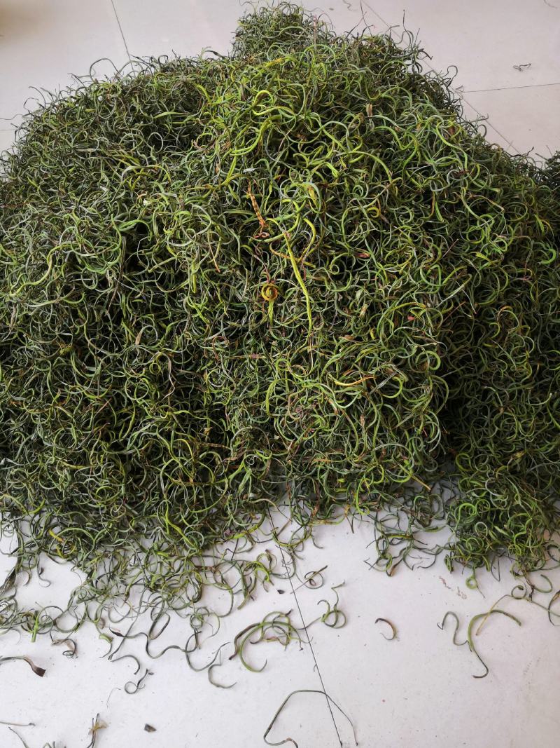 化石草纯绿色植物，颜色好