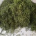 化石草纯绿色植物，颜色好