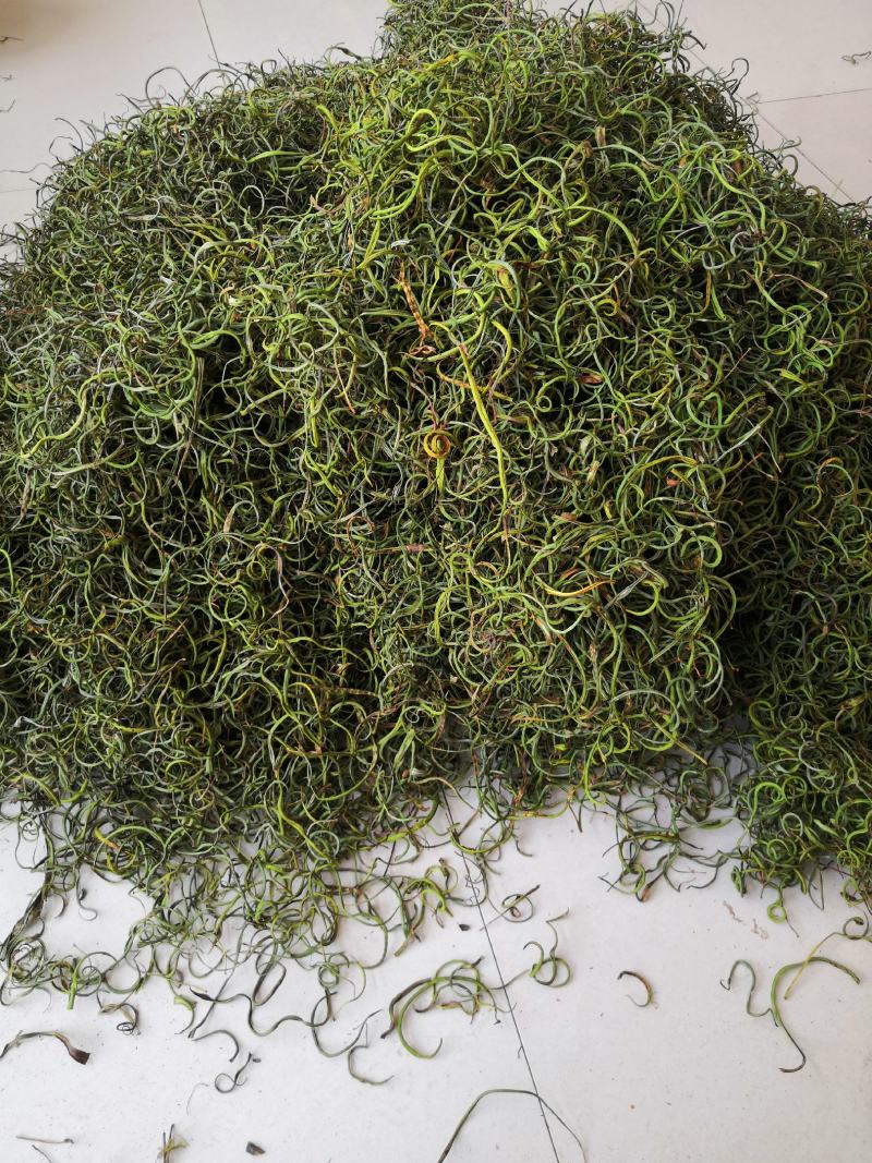 化石草纯绿色植物，颜色好