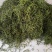 化石草纯绿色植物，颜色好