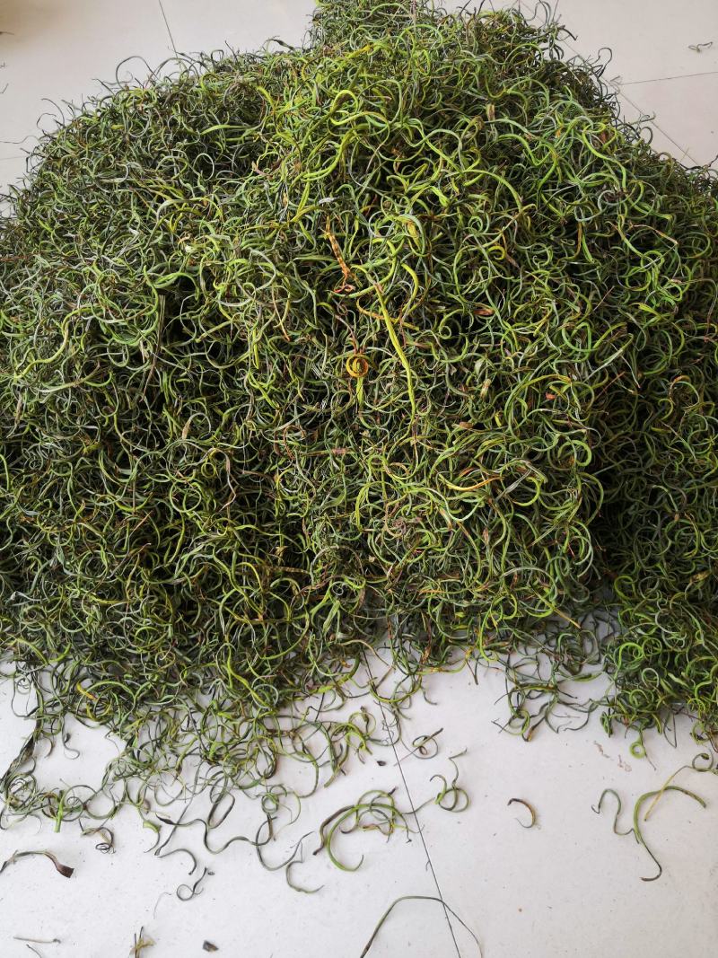 化石草纯绿色植物，颜色好