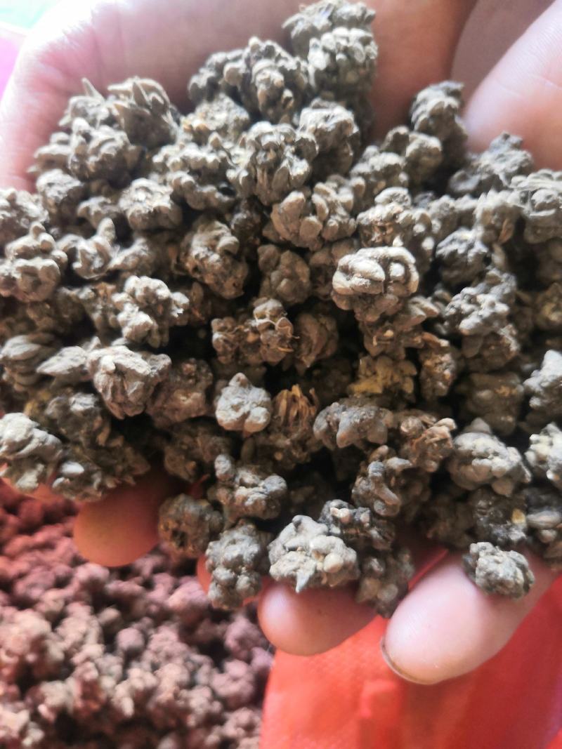 猫爪草产地直销，药效好