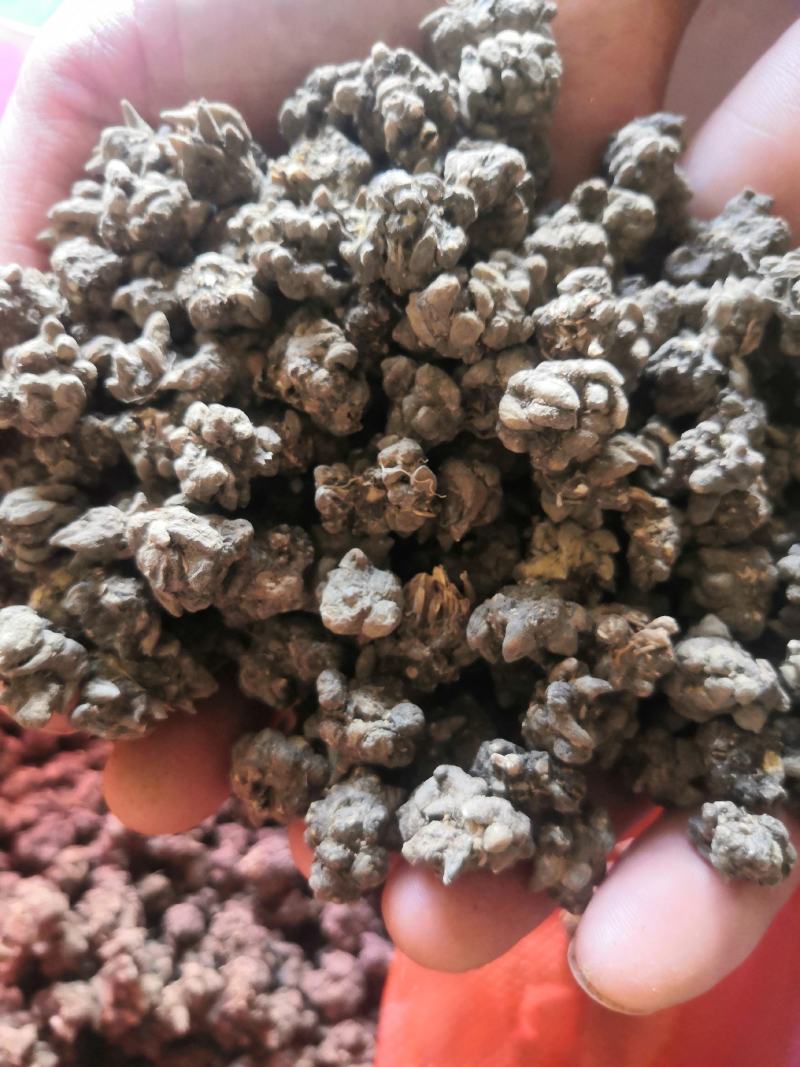 猫爪草产地直销，药效好