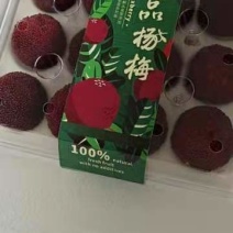 福建杨梅种苗：中熟杨梅苗、大黑炭、硬丝杨梅苗（杯苗）