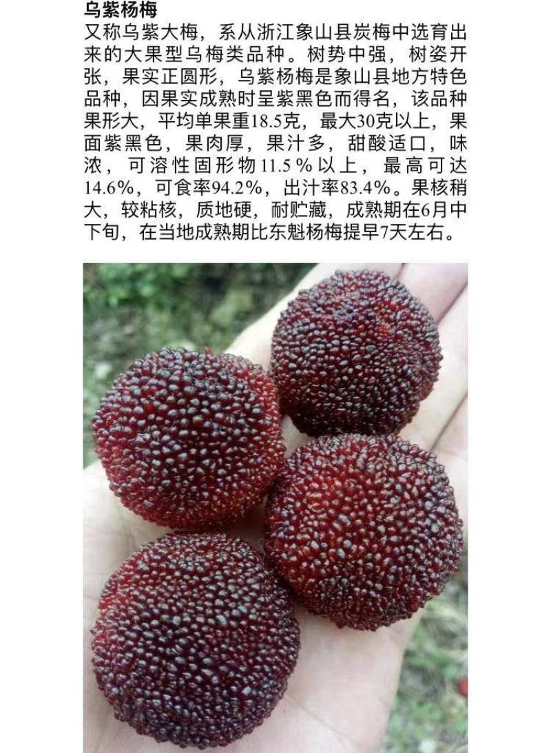 福建杨梅种苗：中熟杨梅苗、大黑炭、硬丝杨梅苗（杯苗）