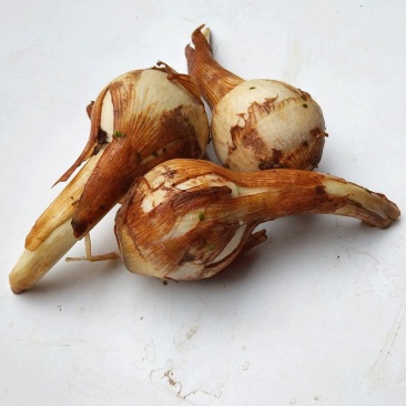 【新鲜茨菇】白慈姑白马蹄大号茨菰云南特产粉糯菇一件代发