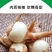 【新鲜茨菇】白慈姑白马蹄大号茨菰云南特产粉糯菇一件代发