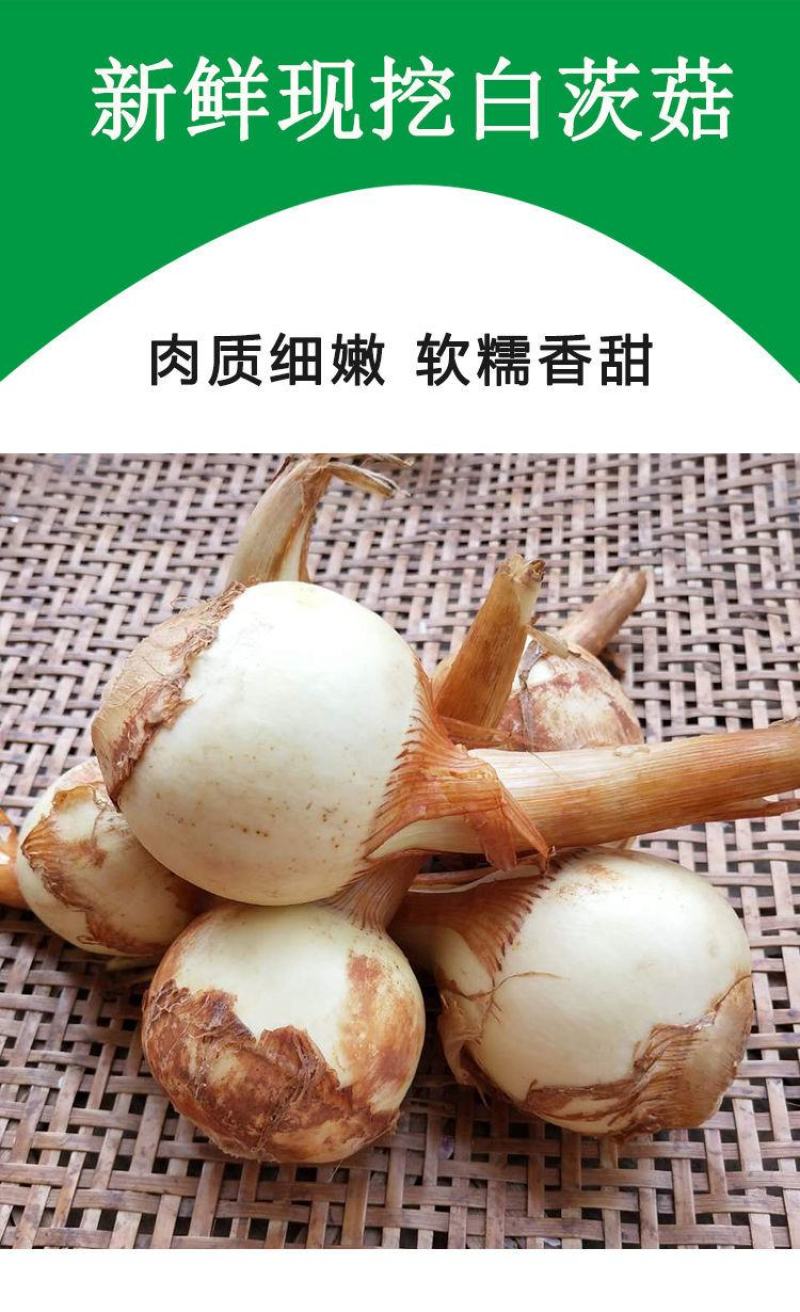 【新鲜茨菇】白慈姑白马蹄大号茨菰云南特产粉糯菇一件代发