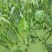 【新鲜茨菇】白慈姑白马蹄大号茨菰云南特产粉糯菇一件代发