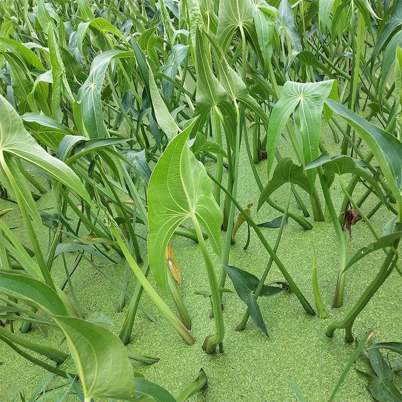【新鲜茨菇】白慈姑白马蹄大号茨菰云南特产粉糯菇一件代发