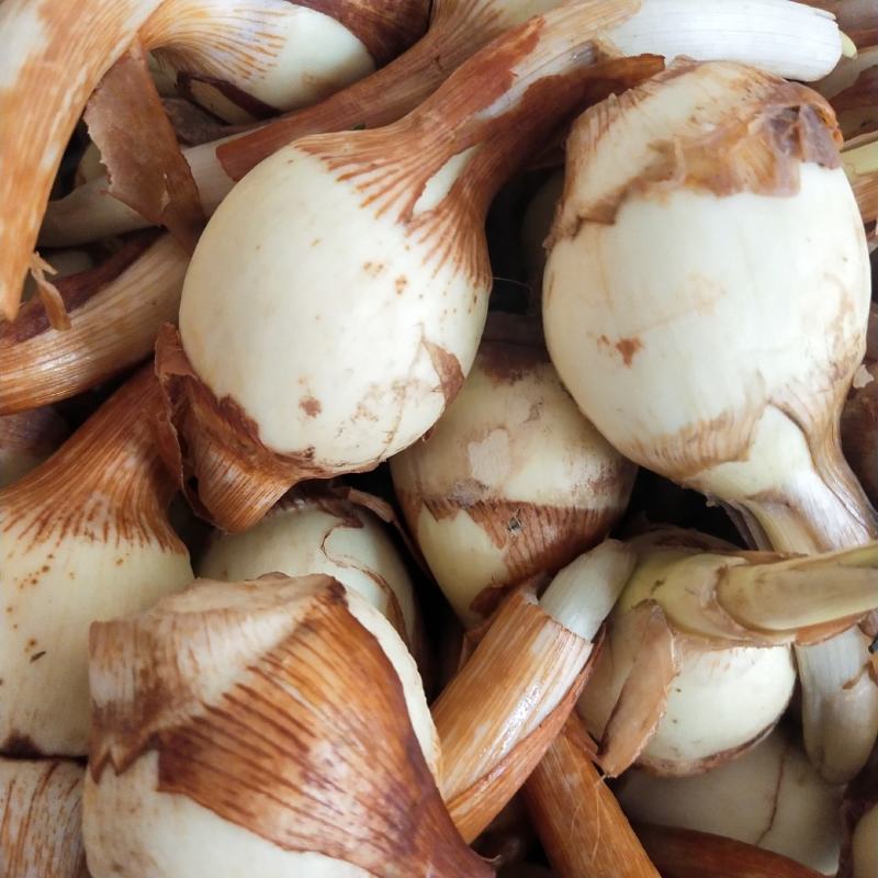 【新鲜茨菇】白慈姑白马蹄大号茨菰云南特产粉糯菇一件代发
