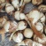 【新鲜茨菇】白慈姑白马蹄大号茨菰云南特产粉糯菇一件代发