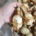 【新鲜茨菇】白慈姑白马蹄大号茨菰云南特产粉糯菇一件代发