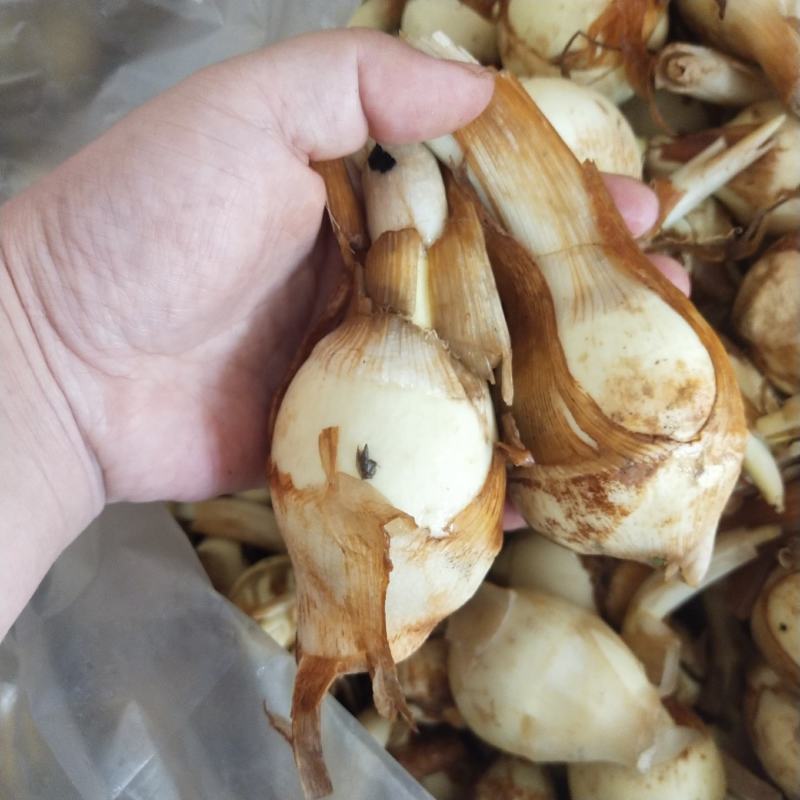 【新鲜茨菇】白慈姑白马蹄大号茨菰云南特产粉糯菇一件代发