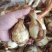 【新鲜茨菇】白慈姑白马蹄大号茨菰云南特产粉糯菇一件代发