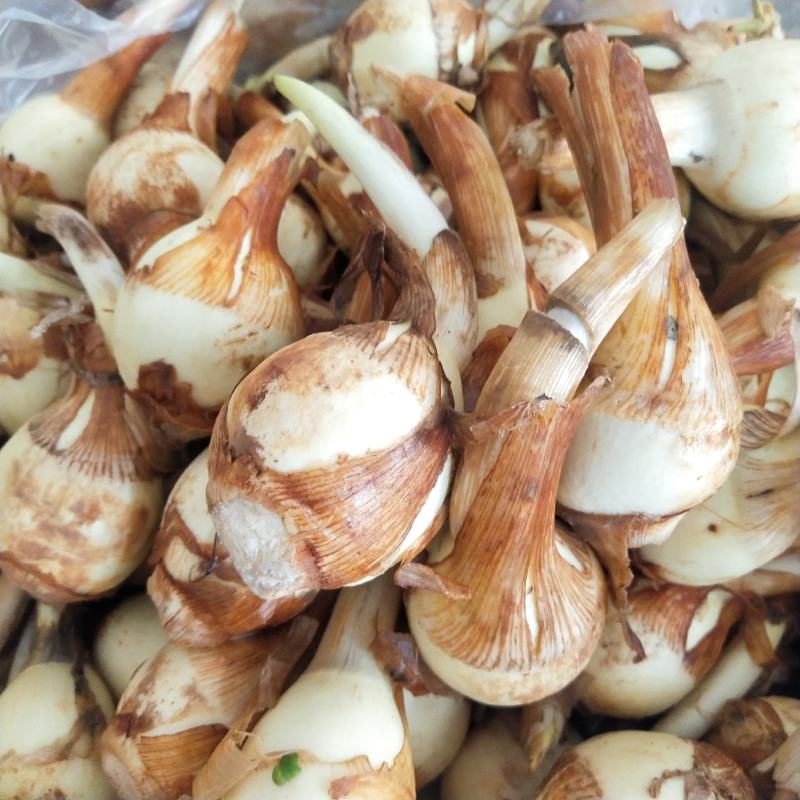 【新鲜茨菇】白慈姑白马蹄大号茨菰云南特产粉糯菇一件代发