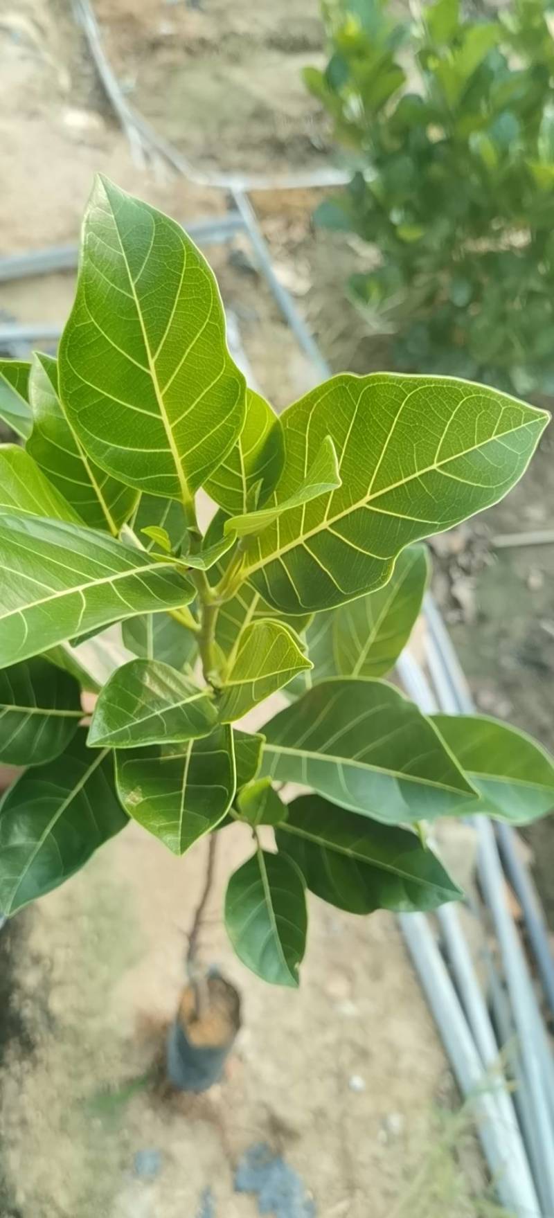 菠萝蜜种苗：早生菠萝蜜，泰12，马一，泰8，J33菠萝蜜