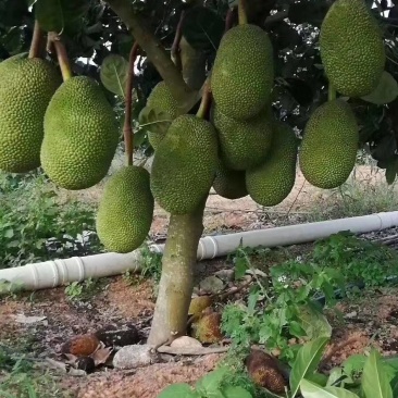 菠萝蜜种苗：早生菠萝蜜，泰12，马一，泰8，J33菠萝蜜