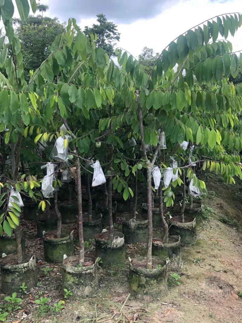台湾凤梨释迦果苗营养杯嫁接苗大量现货种植当年结果