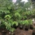 台湾凤梨释迦果苗营养杯嫁接苗大量现货种植当年结果