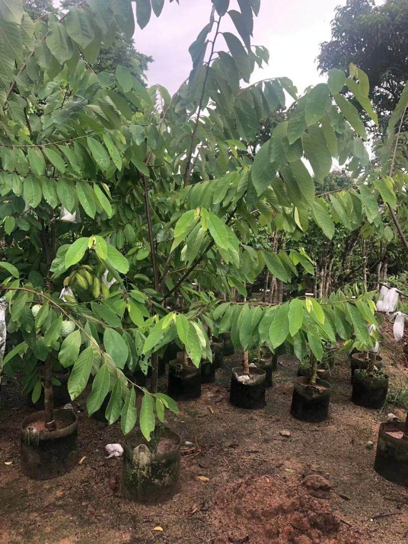 台湾凤梨释迦果苗营养杯嫁接苗大量现货种植当年结果