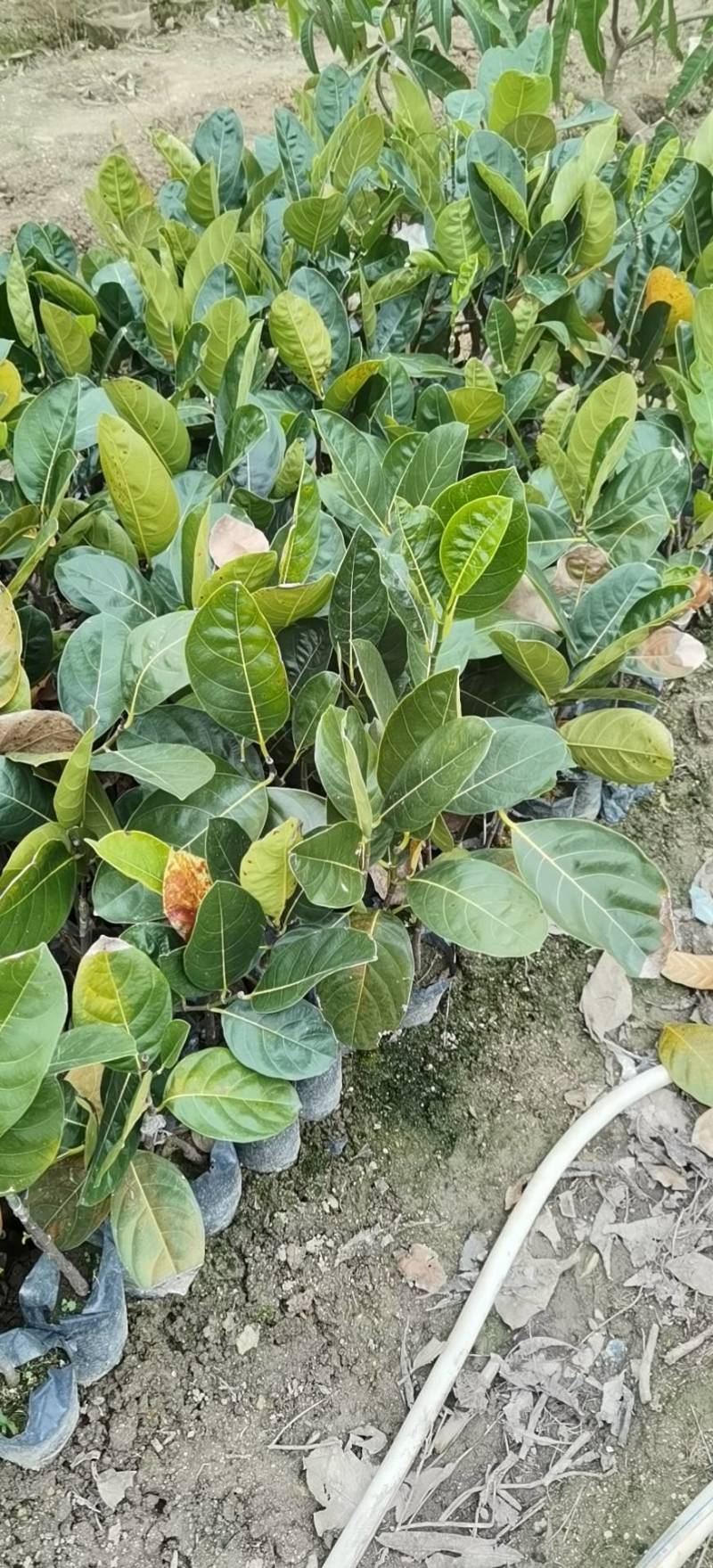 菠萝蜜种苗：早生菠萝蜜，泰12，马一，泰8，J33菠萝蜜