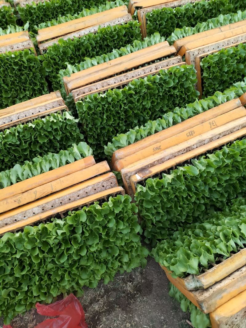 意大利生菜苗，基地现挖，苗好无病，成活率高，品质保证