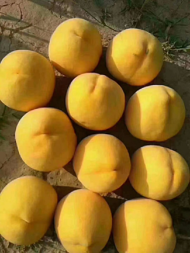 锦绣黄桃