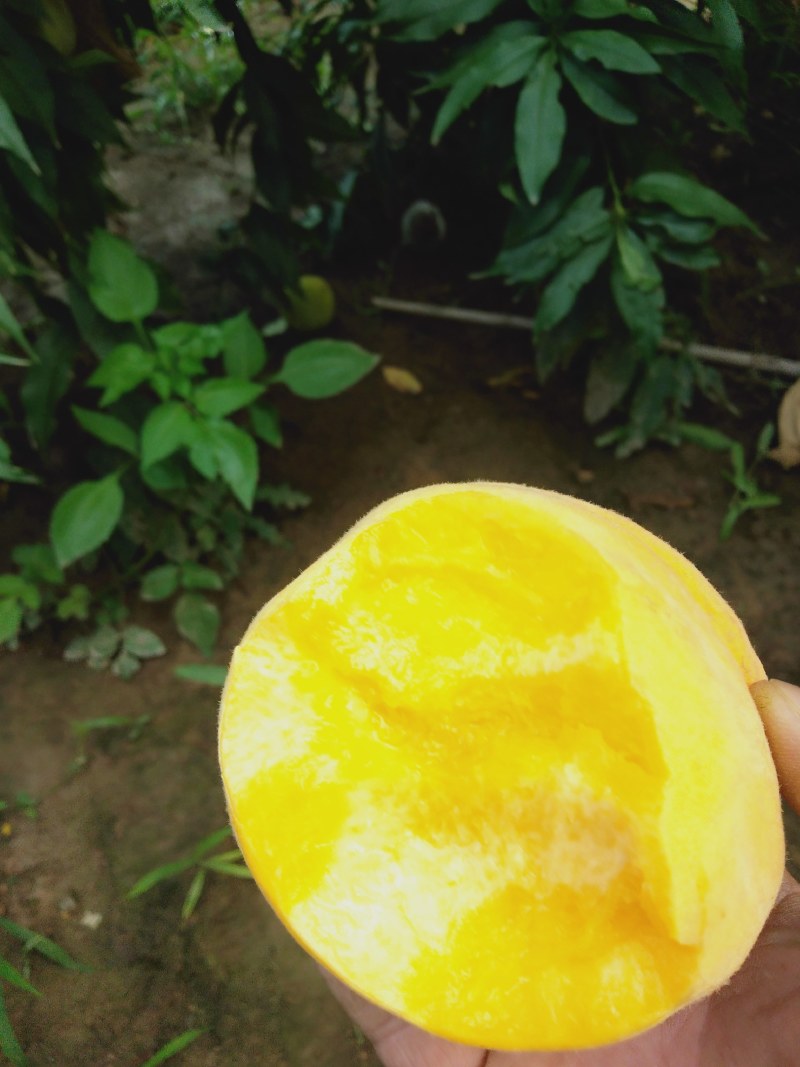 锦绣黄桃