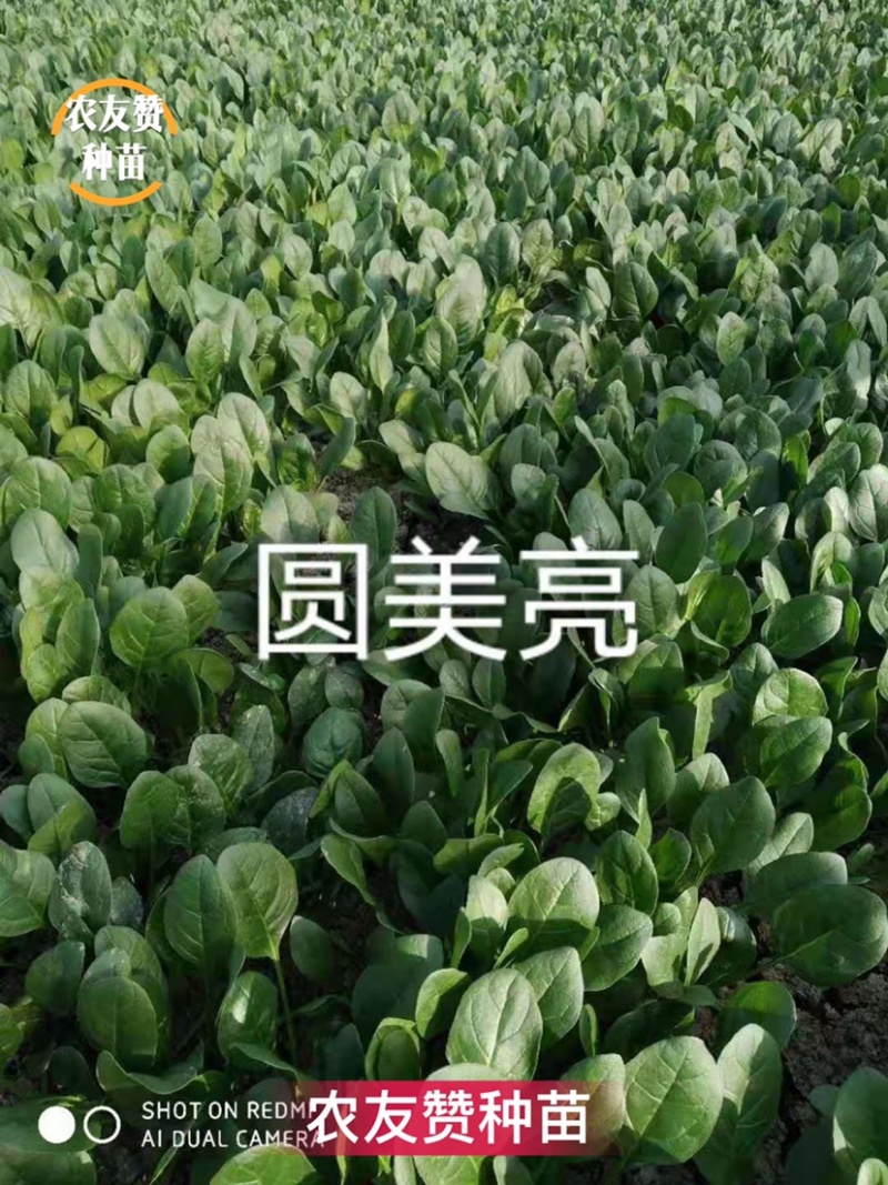 圆美亮菠菜一代杂交新品种平展肥厚耐寒性好秋冬早春菠菜种子