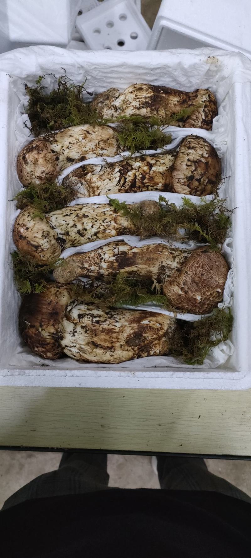 香格里拉新鲜松茸12-15cm产地一件代发批发包邮
