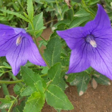 桔梗种子包袱花花种铃铛花景观花种盆栽多年生花种子阳台盆栽