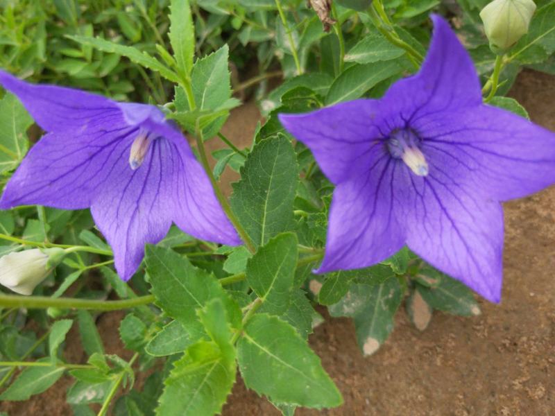 桔梗种子包袱花花种铃铛花景观花种盆栽多年生花种子阳台盆栽