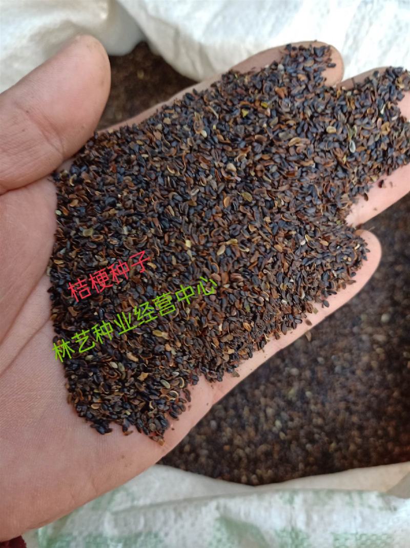 桔梗种子包袱花花种铃铛花景观花种盆栽多年生花种子阳台盆栽