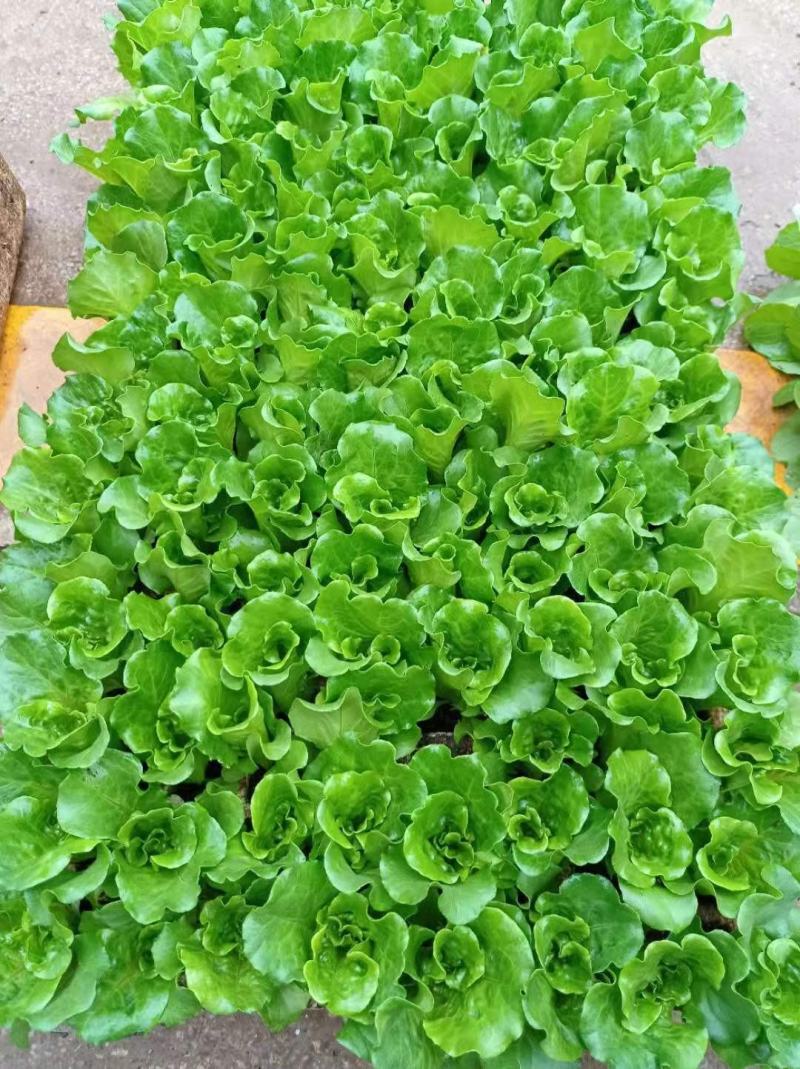 意大利生菜苗，基地现挖，苗好无病，成活率高，品质保证